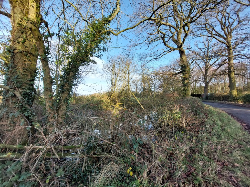 Photo shows glimpses of a pond through winter-bare trees, against a blue sky