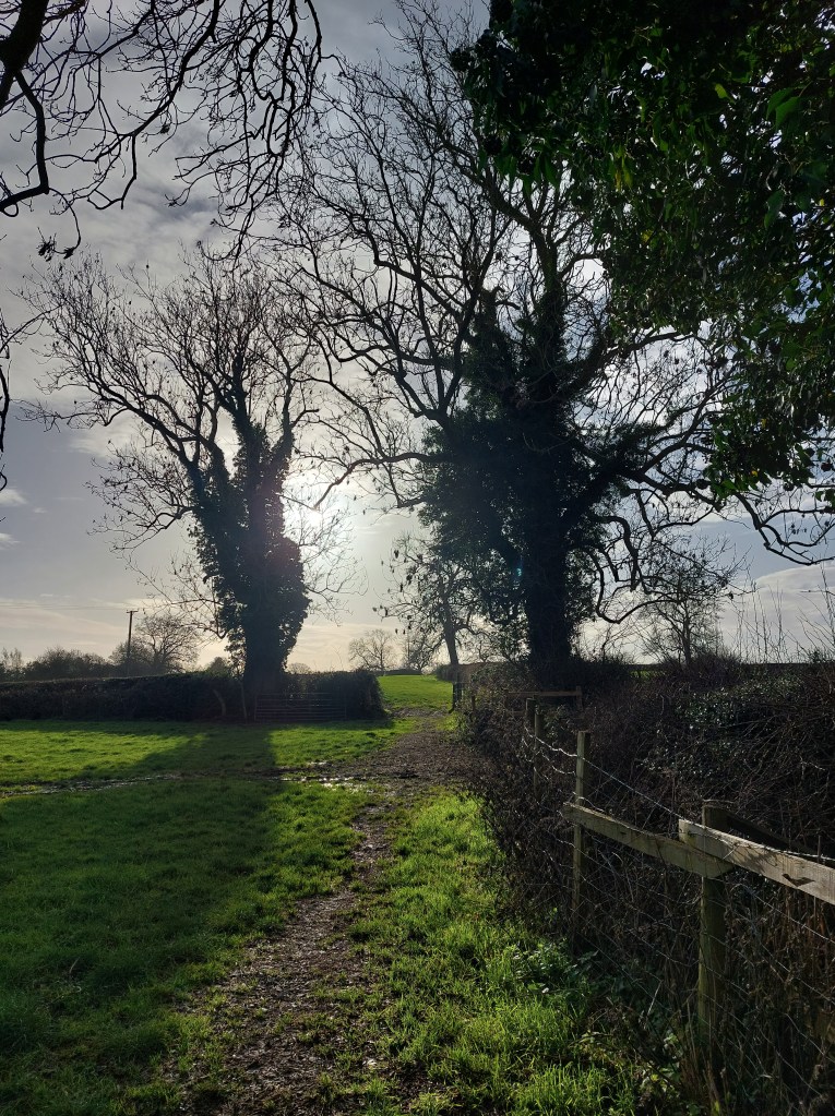 Photo shows a muddy footpath rising gently upwards through a green field to pass between two ivy-covered but winter-bare trees silhouetted against the low winter sun.