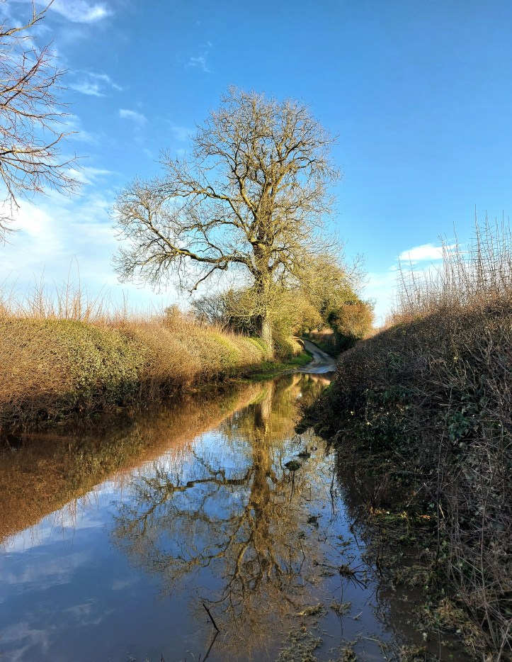 Bare-branched oak tree reflected in flooded lane against a bright blue sky