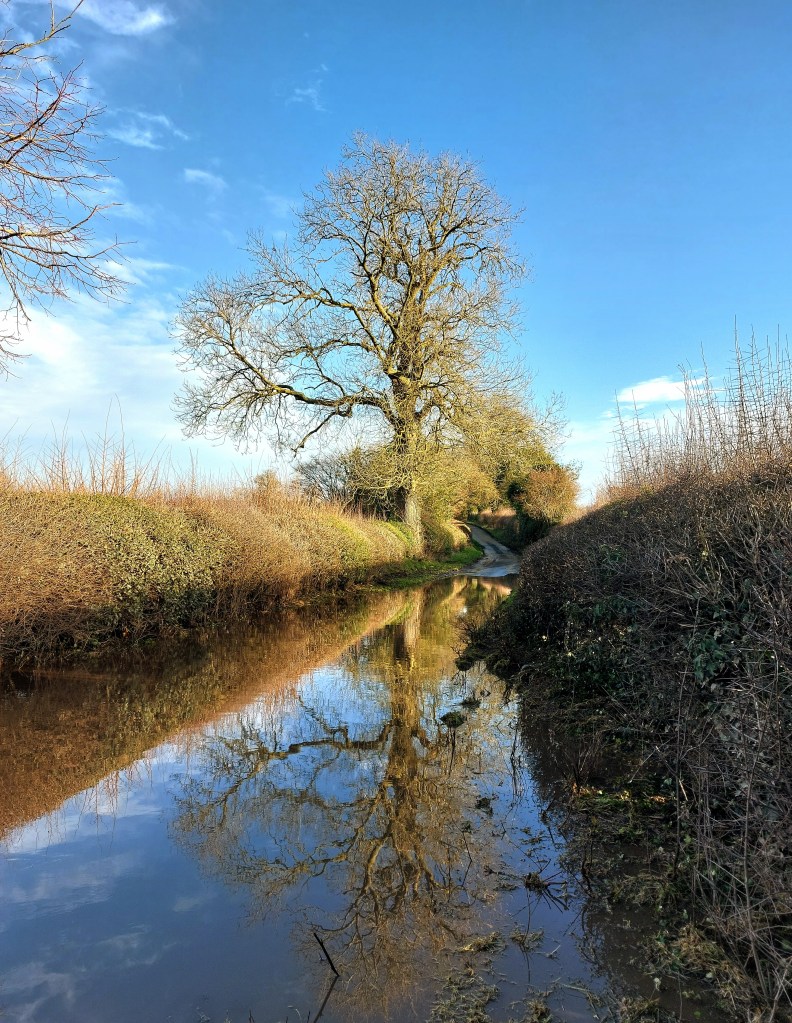 Photo shows a winter-bare oak and its reflection in a flooded lane, against a clear blue sky